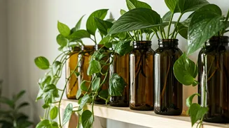 Propagate Low-Maintenance Trailing Pothos Inside Recycled Amber Glass Bottles