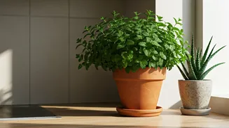 Mint And Aloe Are Winning Kitchen Corners Now