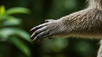 Kyasanur Forest Disease: Understanding and Prevention