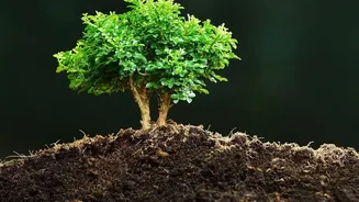 How Urban Gardeners Recover Soil Bacterial Activity After Monsoons Block Oxygen Flow Underground