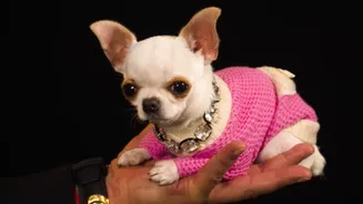 Chihuahua com menos de 10 centímetros é eleito o menor cão do mundo; conheça Pearl