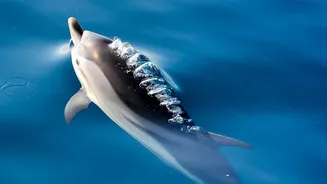 Gangetic Dolphins Surface Briefly, Making Patience More Useful than Speed