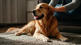 Mindful Pet Parenting Sweeps Across India Replacing Impulsive Adoptions