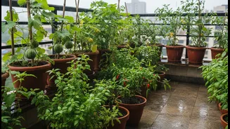 How to Use the Monsoon Balcony Micro-Gardens Story without Overstating Greens, Gourds, Chillies and Herbs