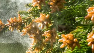The New Chhattisgarh Pollen Study Adds More Detail to Ancient Monsoon Research