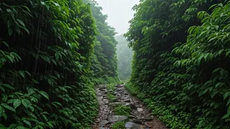 Misty Mountain Trails Western Ghats Witness Surge In Monsoon Adventure