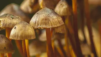 Mushroom Safety In India: What To Do During The Monsoon