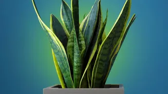 Why Beginners Choose Snake Plants And Pothos For Low-Maintenance Air-Purifying Bedroom Desk Decor