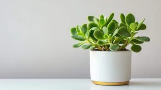 How to clean plant pots naturally at home