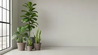 Window Direction And Room Humidity Belong In Any Plan For Houseplant Shopping