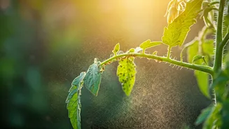 Spray Organic Neem Oil Weekly To Protect Tomatoes From Whiteflies