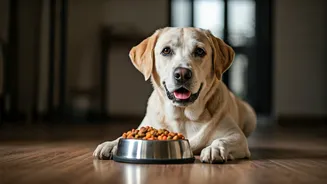 How Custom Pet Food Diets Transformed Urban Indian Dog Health