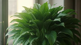 Keep Indoor Plants Fresh Despite Weeks Of Rain