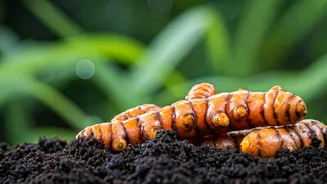 Turmeric Makes Monsoon Gardening Useful And Fun