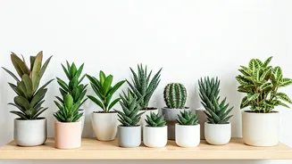 Beginners Can Easily Grow These Indoor Plants