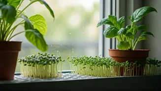 Monsoon Humidity Makes Small-Space Growing Less Scary