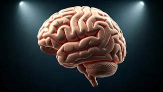 Alcohol's Brain Impact: Daily Drinks & Long-Term Effects