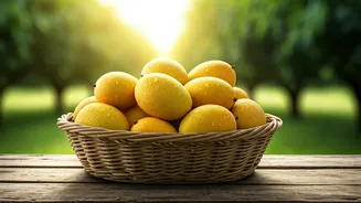Malda: India's Vibrant Mango Metropolis and Its Sweet Legacy