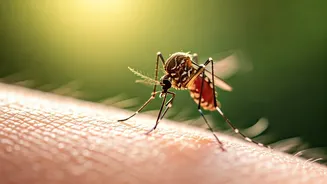 Why Mosquitoes Feast on You: Unveiling the Science Behind Their Favorite Targets
