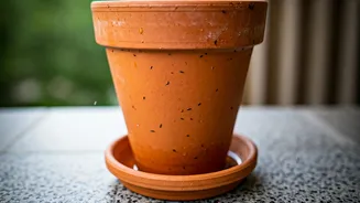Check Open Flowerpots To Protect Family From Mosquito Breeding