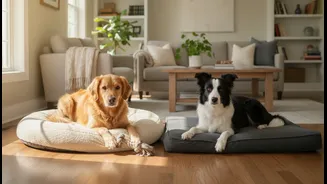 How To Establish Equal Attention Distribution Routines To Curb Resident Dog Jealousy Patterns