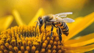 World Bee Day 2026: Date, importance and what human teams can learn from bee colonies