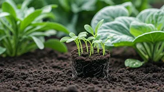 Rainy Season Makes Gardening Feel Surprisingly Easy