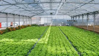 Soundwave Technology Replaces Pesticides On Urban Organic Produce Farms Today