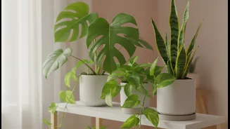 Plant Parents Need A Rainy-Week Checklist