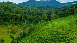 Why Monsoon Travellers Are Preferring Cozy Coorg Coffee Plantation Stays Over Busy Luxury Hotels