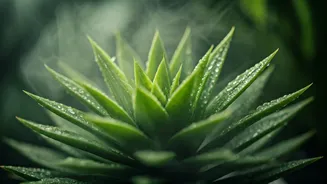 Monsoon Humidity Can Help Or Harm Your Plants