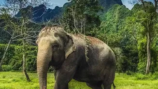 Why Chiang Mai's ethical elephant sanctuaries are must-visit stops on budget visa-free Thailand itineraries