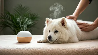 Delhi Dogs Get Luxury Aromatherapy Massages At Elite Pet Spas