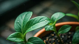 Your Plants Need This Monsoon Survival Guide