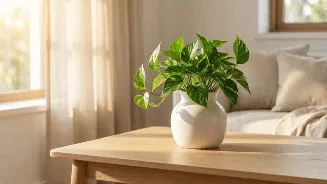 Top Feng Shui money plants that bring good luck and financial growth at home