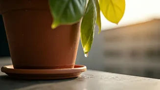 Balcony Drainage Deserves More Plant-Parent Attention