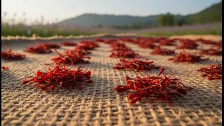 How Authentic Saffron Sourcing Trips In Kashmir Capture The Interest Of Modern Glowmads