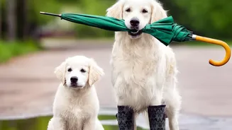 Why Soothing Ambient Audio Helps Dogs Stay Calm During Loud Monsoon Weather