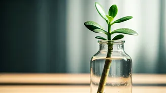 Propagate Jade Plants In Recycled Glass Bottles For Desks