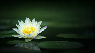 Priyanka's Radiant Skin: Secrets Revealed for a Glowing You!