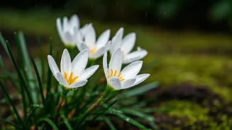 Rain Lilies Are The Softest Monsoon Flex