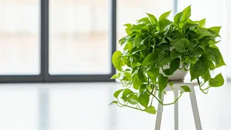 Easy Indoor Plants Are Perfect for Beginners