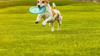 Frisbee Play Builds Spatial Awareness Across an Open Area