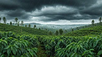 Coffee Estates Make Coorg Monsoon Feel Cinematic