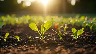 Hardy Crops Are Perfect For Indian Summers