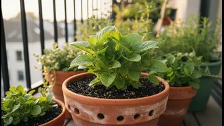 Balcony Gardening Experts Recommend These Easy Drainage Improvements