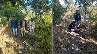 MP News: Tiger Census Kicks Off In Indore As All India Tiger Estimation 2026 Begins; State Leads India’s Biggest Wildlife Survey