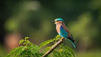 Birdwatching Gives Delhi A Softer Travel Story