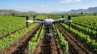 Nashik Grape Growers Adopt AI Drones To Spot Downy Mildew Before Symptoms Spread