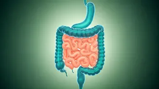 Your Digestive System Deserves More Attention